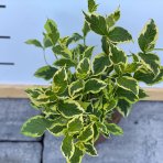 Vajgela kvetnatá (Weigela florida) ´NANA VARIEGATA´®  - výška 30-40 cm, kont. C2L
